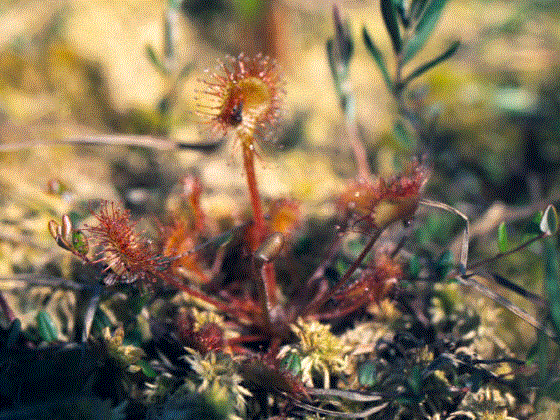Рис. 117 Росянка круглолистная (Drosera rotundifolia L.)
