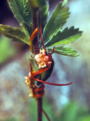 Рис. 120 Повилика (Cuscuta L.)