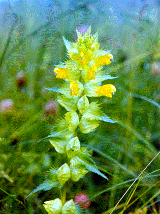 Рис. 121 Погремок узколистный (Rhinanthus angustifolius C. C. Gmel.)