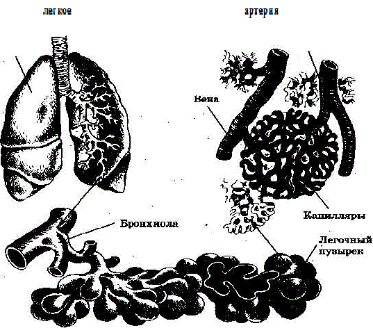 Рис. 165 Строение легких