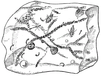  . 37   –          ( . . , 1949) 