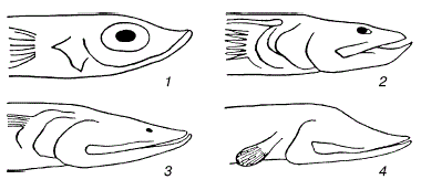  . 51          Scopelidae ( . , 1963)