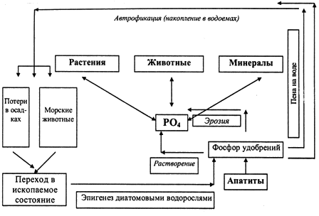 Реферат: Круговорот кислорода, углерода, азота, фосфора и серы в биосфере