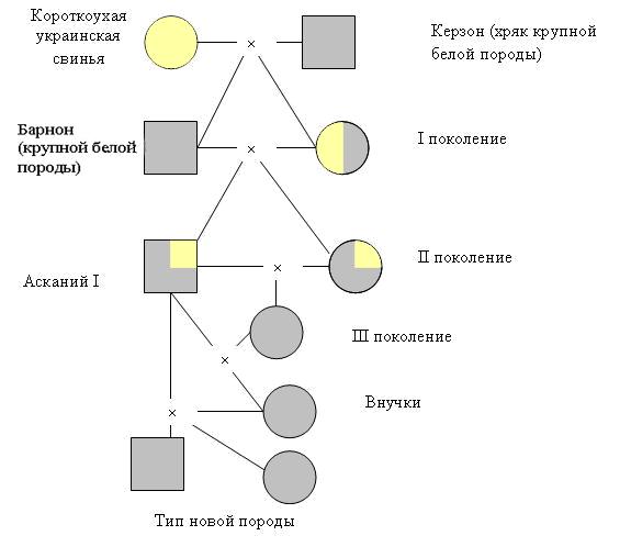 Контрольная работа по теме Вводное скрещивание