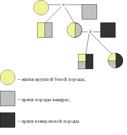 Контрольная работа по теме Вводное скрещивание