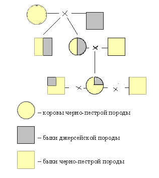 Контрольная работа по теме Вводное скрещивание